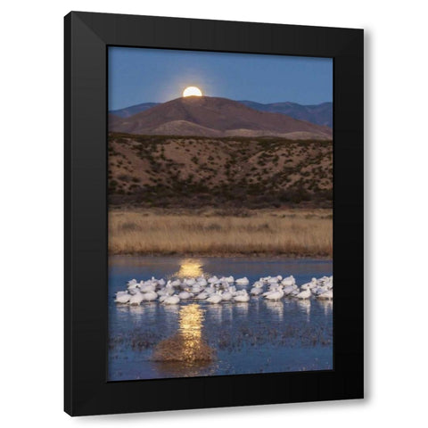 New Mexico Moonset over snow geese Black Modern Wood Framed Art Print with Double Matting by Illg, Cathy and Gordon