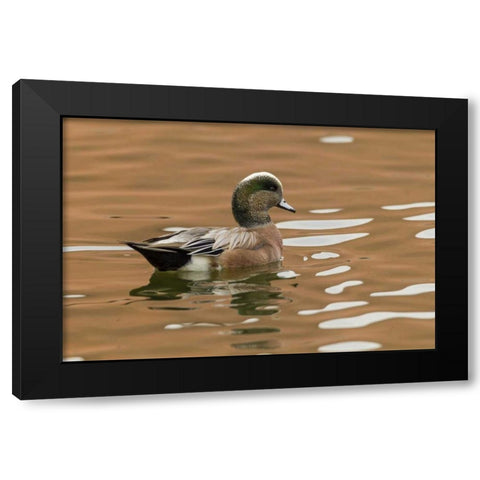 USA, New Mexico American widgeon duck in water Black Modern Wood Framed Art Print with Double Matting by Illg, Cathy and Gordon