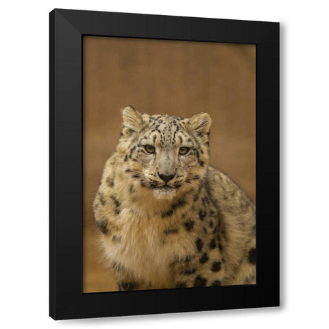 New Mexico, Albuquerque Close-up of snow leopard Black Modern Wood Framed Art Print by Illg, Cathy and Gordon