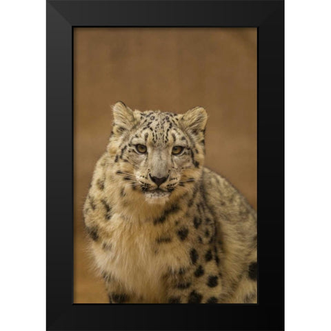 New Mexico, Albuquerque Close-up of snow leopard Black Modern Wood Framed Art Print by Illg, Cathy and Gordon