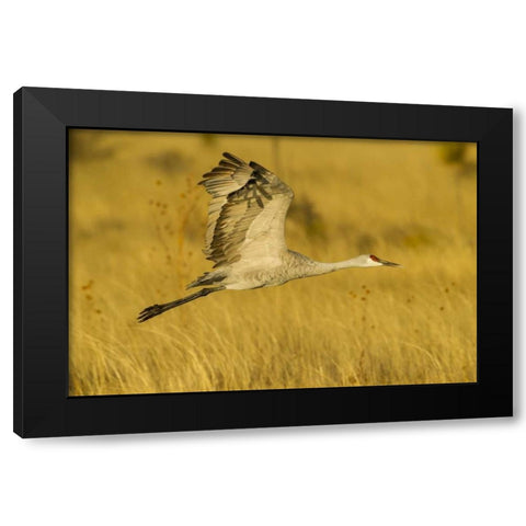 New Mexico Sandhill crane in flight Black Modern Wood Framed Art Print with Double Matting by Illg, Cathy and Gordon