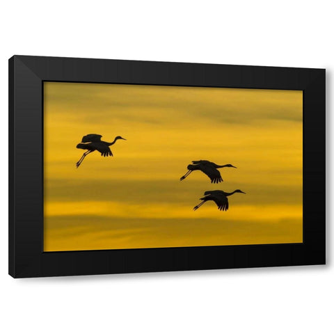 New Mexico Silhouette of Sandhill cranes flying Black Modern Wood Framed Art Print by Illg, Cathy and Gordon