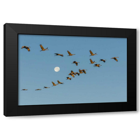 New Mexico Sandhill cranes fly past full moon Black Modern Wood Framed Art Print by Illg, Cathy and Gordon