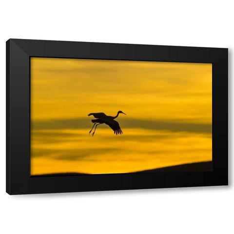 New Mexico Silhouette of Sandhill crane flying Black Modern Wood Framed Art Print by Illg, Cathy and Gordon