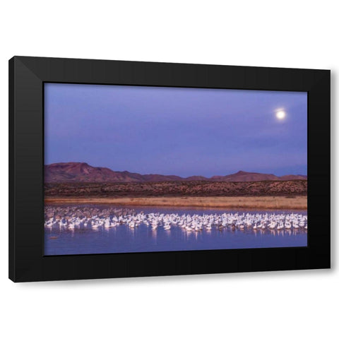 New Mexico Moonset over snow geese Black Modern Wood Framed Art Print by Illg, Cathy and Gordon