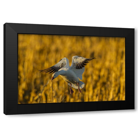 New Mexico, Bosque del Apache Snow goose landing Black Modern Wood Framed Art Print by Illg, Cathy and Gordon