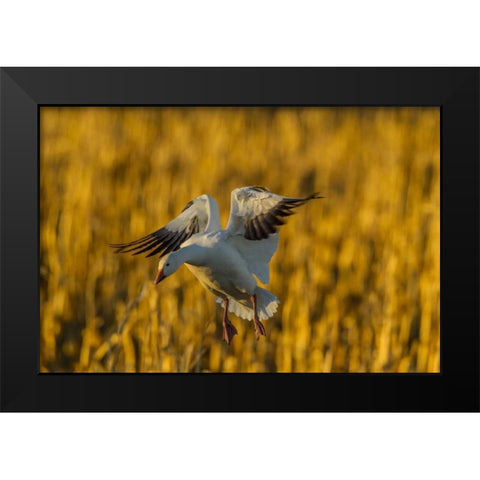 New Mexico, Bosque del Apache Snow goose landing Black Modern Wood Framed Art Print by Illg, Cathy and Gordon