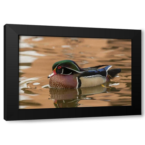 USA, New Mexico Wood duck swimming in water Black Modern Wood Framed Art Print by Illg, Cathy and Gordon