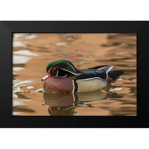 USA, New Mexico Wood duck swimming in water Black Modern Wood Framed Art Print by Illg, Cathy and Gordon