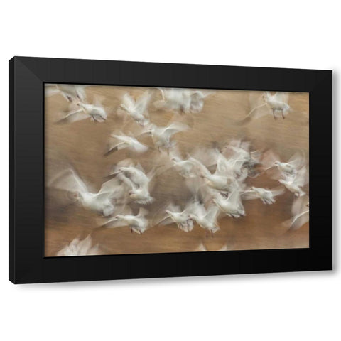 New Mexico Flock of snow geese taking flight Black Modern Wood Framed Art Print by Illg, Cathy and Gordon