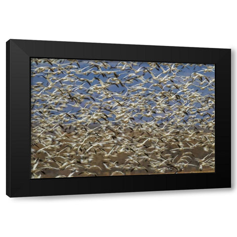 New Mexico Flock of snow geese taking flight Black Modern Wood Framed Art Print by Illg, Cathy and Gordon