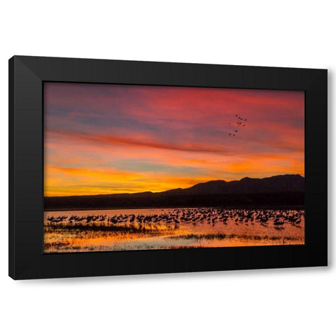 New Mexico Sandhill cranes in water at sunset Black Modern Wood Framed Art Print with Double Matting by Illg, Cathy and Gordon
