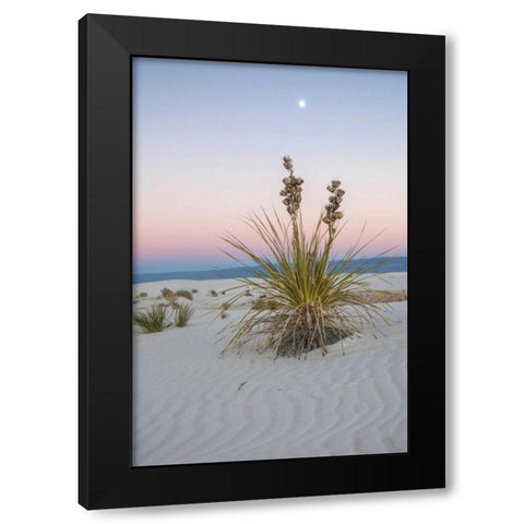New Mexico, White Sands NM Moon over yucca plant Black Modern Wood Framed Art Print by Illg, Cathy and Gordon