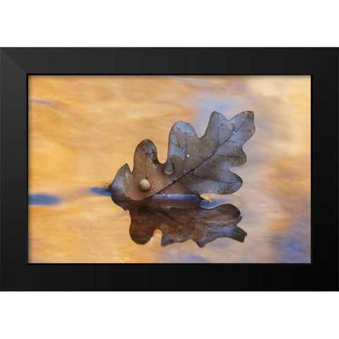New Mexico Oak leaf in stream at Ghost Ranch Black Modern Wood Framed Art Print by Bush, Marie