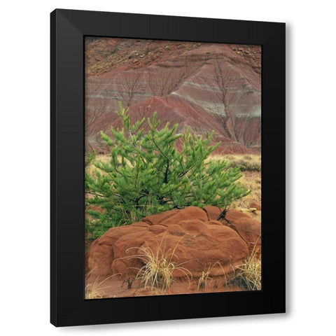 New Mexico Red rocks and green pine tree Black Modern Wood Framed Art Print with Double Matting by Bush, Marie