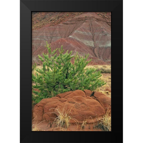 New Mexico Red rocks and green pine tree Black Modern Wood Framed Art Print by Bush, Marie