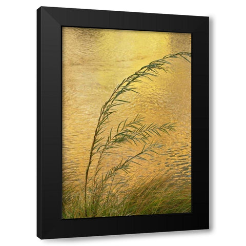 New Mexico Grass and sky reflections Black Modern Wood Framed Art Print with Double Matting by Bush, Marie