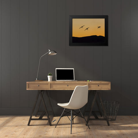 New Mexico Sandhill cranes landing at sunset Black Modern Wood Framed Art Print by Paulson, Don