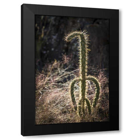 New Mexico, Valley of Fires Backlit cactus Black Modern Wood Framed Art Print by Paulson, Don