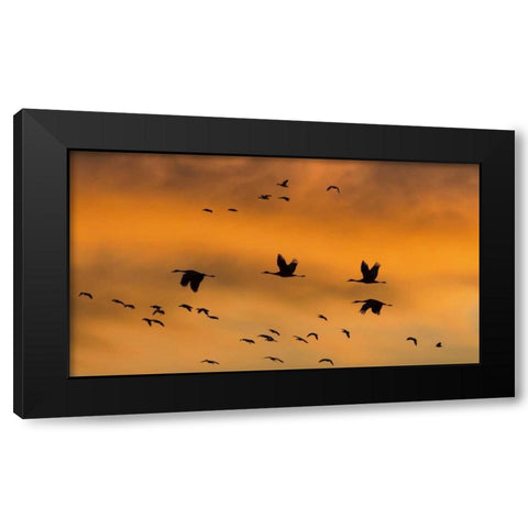 New Mexico Sandhill cranes in flight at sunset Black Modern Wood Framed Art Print with Double Matting by Paulson, Don