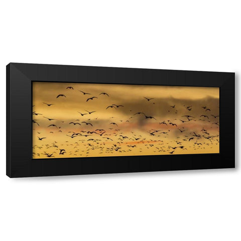 New Mexico Snow geese flying at sunset Black Modern Wood Framed Art Print with Double Matting by Paulson, Don