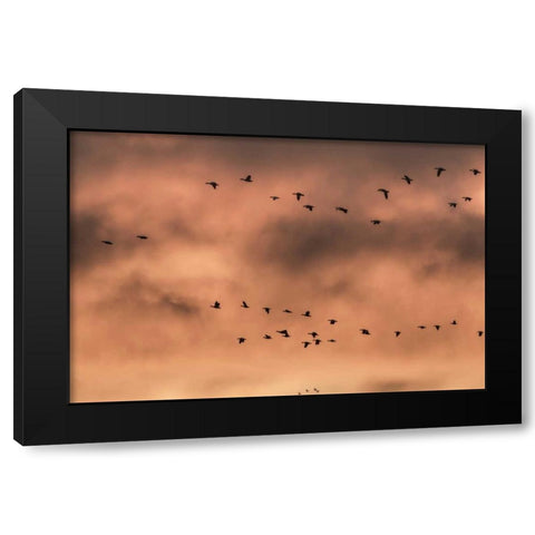New Mexico Snow geese at sunrise Black Modern Wood Framed Art Print by Paulson, Don