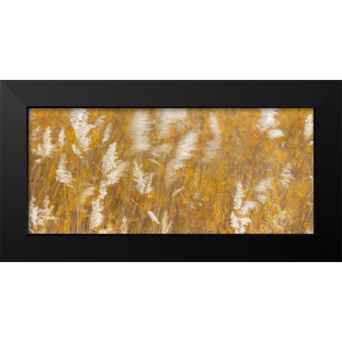 New Mexico Panoramic of blowing grasses Black Modern Wood Framed Art Print by Paulson, Don