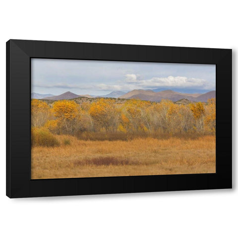 New Mexico Fall colors in grasses Black Modern Wood Framed Art Print with Double Matting by Paulson, Don
