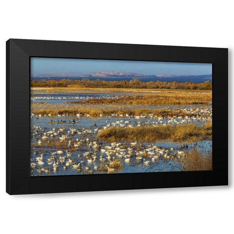 New Mexico Canada and snow geese in water Black Modern Wood Framed Art Print with Double Matting by Paulson, Don