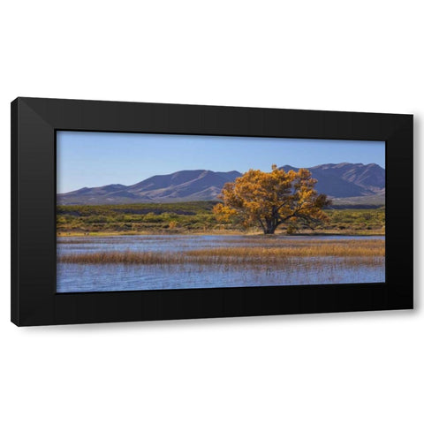 New Mexico, Bosque del Apache, Autumn landscape Black Modern Wood Framed Art Print by Paulson, Don