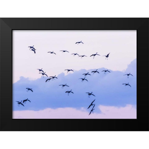 New Mexico Sandhill cranes in flight near sunset Black Modern Wood Framed Art Print by Paulson, Don