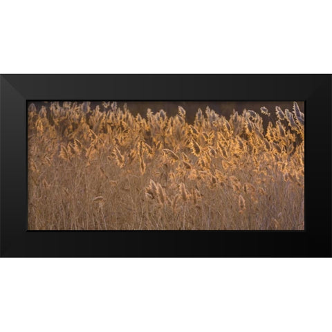 New Mexico, Bosque del Apache Backlit grasses Black Modern Wood Framed Art Print by Paulson, Don