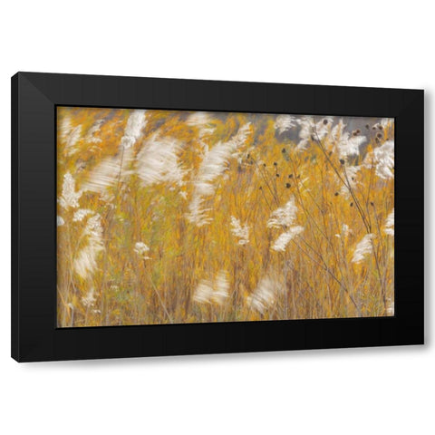 New Mexico, Bosque del Apache Blowing grasses Black Modern Wood Framed Art Print by Paulson, Don
