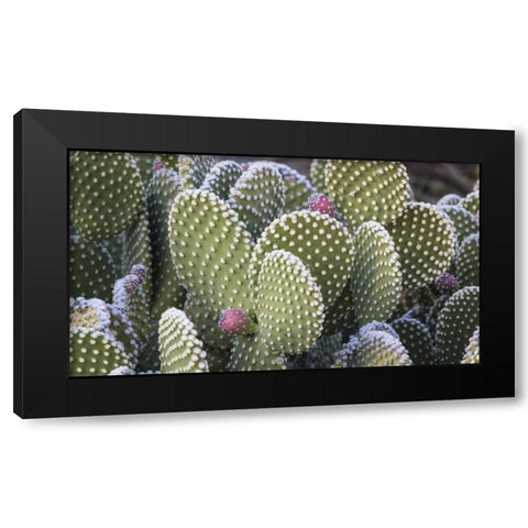 New Mexico Beavertail prickly-pear cactus Black Modern Wood Framed Art Print by Paulson, Don
