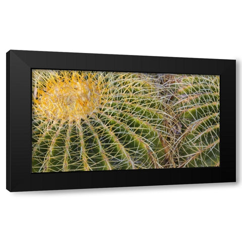 New Mexico Detail of golden barrel cactus Black Modern Wood Framed Art Print by Paulson, Don