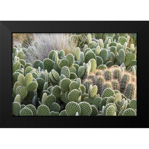 New Mexico Beavertail prickly-pear cacti Black Modern Wood Framed Art Print by Paulson, Don