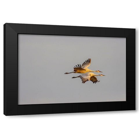 New Mexico-Bosque del Apache National Wildlife Reserve Sandhill crane pair flying  Black Modern Wood Framed Art Print with Double Matting by Jaynes Gallery