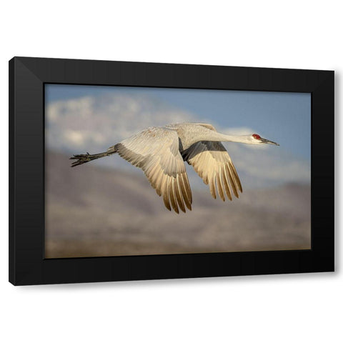 New Mexico-Bosque del Apache National Wildlife Reserve Sandhill crane flying  Black Modern Wood Framed Art Print with Double Matting by Jaynes Gallery