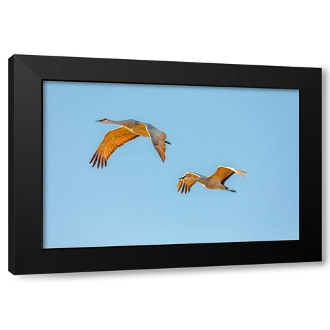 New Mexico-Bosque del Apache National Wildlife Reserve Sandhill crane pair flying at sunrise  Black Modern Wood Framed Art Print by Jaynes Gallery