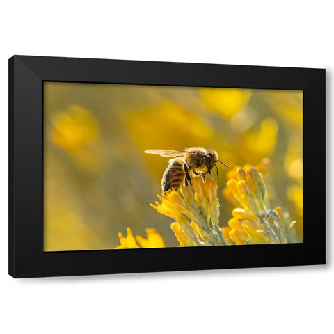 USA-New Mexico-Honey bee on rabbitbrush Black Modern Wood Framed Art Print by Jaynes Gallery