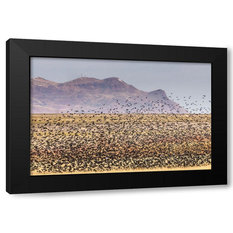 USA-New Mexico-Bosque Del Apache National Wildlife Refuge-Red-winged blackbirds taking flight Black Modern Wood Framed Art Print by Jaynes Gallery