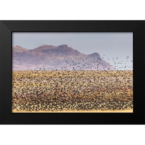 USA-New Mexico-Bosque Del Apache National Wildlife Refuge-Red-winged blackbirds taking flight Black Modern Wood Framed Art Print by Jaynes Gallery