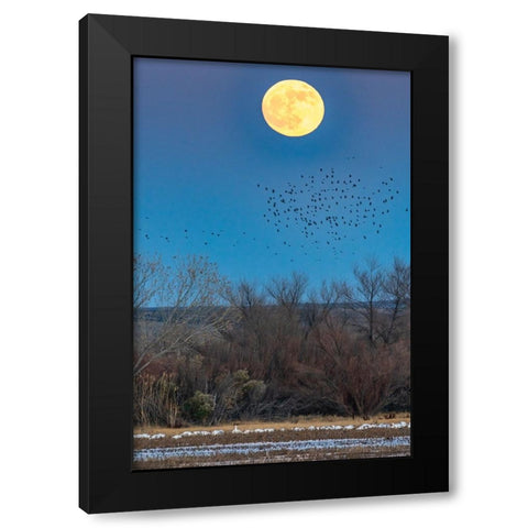 USA-New Mexico-Bosque Del Apache National Wildlife Refuge-Full moon rising and flying blackbirds Black Modern Wood Framed Art Print with Double Matting by Jaynes Gallery
