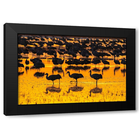 USA-New Mexico-Bosque Del Apache National Wildlife Refuge-Sandhill crane silhouettes in water at su Black Modern Wood Framed Art Print by Jaynes Gallery