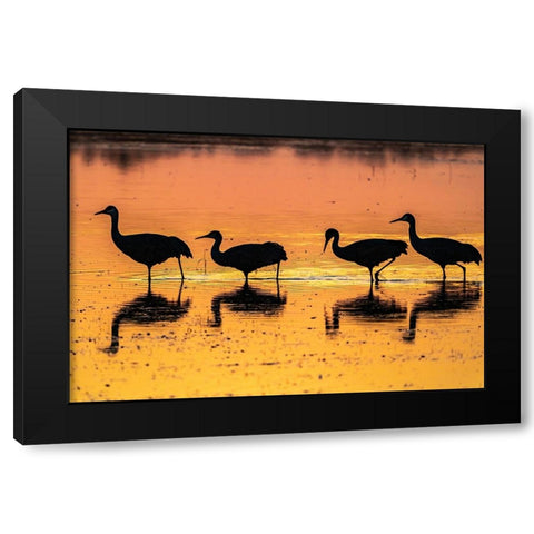 USA-New Mexico-Bosque Del Apache National Wildlife Refuge-Sandhill crane silhouettes in water at su Black Modern Wood Framed Art Print by Jaynes Gallery