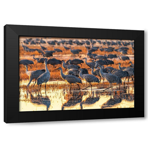 USA-New Mexico-Bosque Del Apache National Wildlife Refuge-Sandhill cranes in water at sunrise Black Modern Wood Framed Art Print with Double Matting by Jaynes Gallery