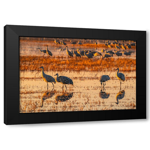 USA-New Mexico-Bosque Del Apache National Wildlife Refuge-Sandhill cranes in water at sunrise Black Modern Wood Framed Art Print by Jaynes Gallery