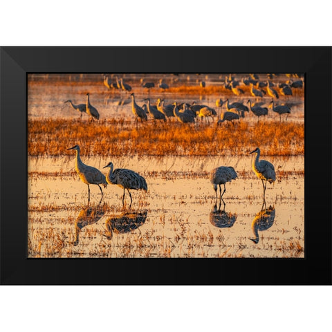 USA-New Mexico-Bosque Del Apache National Wildlife Refuge-Sandhill cranes in water at sunrise Black Modern Wood Framed Art Print by Jaynes Gallery