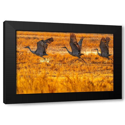 USA-New Mexico-Bosque Del Apache National Wildlife Refuge-Sandhill cranes taking flight at sunrise Black Modern Wood Framed Art Print by Jaynes Gallery