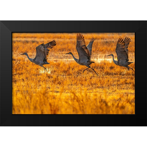 USA-New Mexico-Bosque Del Apache National Wildlife Refuge-Sandhill cranes taking flight at sunrise Black Modern Wood Framed Art Print by Jaynes Gallery
